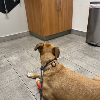 VEG ER for Pets - Waiting room - Emergency Pet Hospital Near Me - Charlotte, North Carolina VEG ER for Pets - Waiting room - Emergency Pet Hospital Near Me - Charlotte, North Carolina