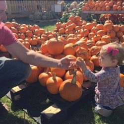 The Pumpkin & Christmas Tree Stand