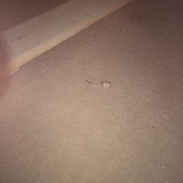 Kangaroo rat - after-dark camp site visitor. Kangaroo rat - after-dark camp site visitor.