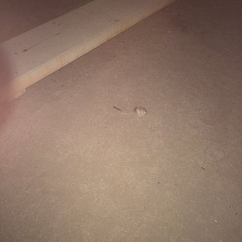 Belle Campground - Kangaroo rat - after-dark camp site visitor. - Campgrounds Near Me - Twentynine Palms, California Belle Campground - Kangaroo rat - after-dark camp site visitor. - Campgrounds Near Me - Twentynine Palms, California