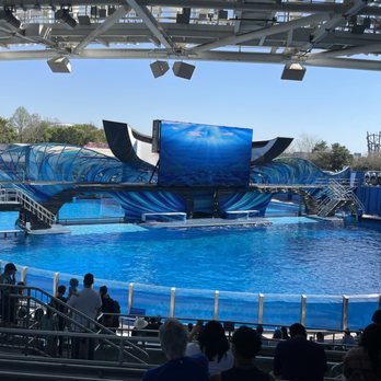 Orca Encounter - Whale Watching Tours Near Me - Orlando, Florida