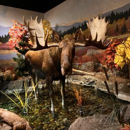 Stuffed Moose on Display. Stuffed Moose on Display.