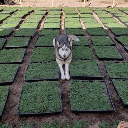 a husky dog standing in a garden a husky dog standing in a garden