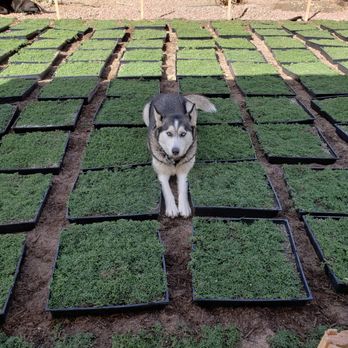 StarCarpetLV - a husky dog standing in a garden - Landscaping Near Me StarCarpetLV - a husky dog standing in a garden - Landscaping Near Me