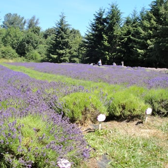 Martha Lane Lavender - Lavender fields forever - Flowers & Gifts Near Me - Sequim, Washington Martha Lane Lavender - Lavender fields forever - Flowers & Gifts Near Me - Sequim, Washington