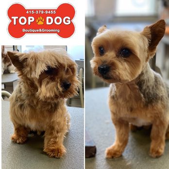 Yorkie Haircut By Joanne Yelp