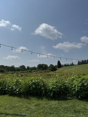 Wilson's Orchard & Farm (Iowa City) by null
