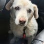 Photo of Hill Country Animal League