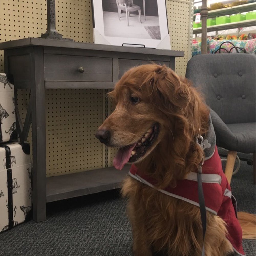 Hobby Lobby - My dog, Rondo, posing in one of the decor displays. - Hobby Shops Near Me - Olympia, Washington