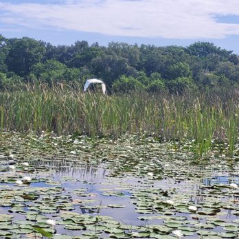 Wild Willy's Airboat Tours - Boat Tours Near Me - Saint Cloud, Florida Wild Willy's Airboat Tours - Boat Tours Near Me - Saint Cloud, Florida
