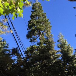 Cumorah Tree Service - Best ever!