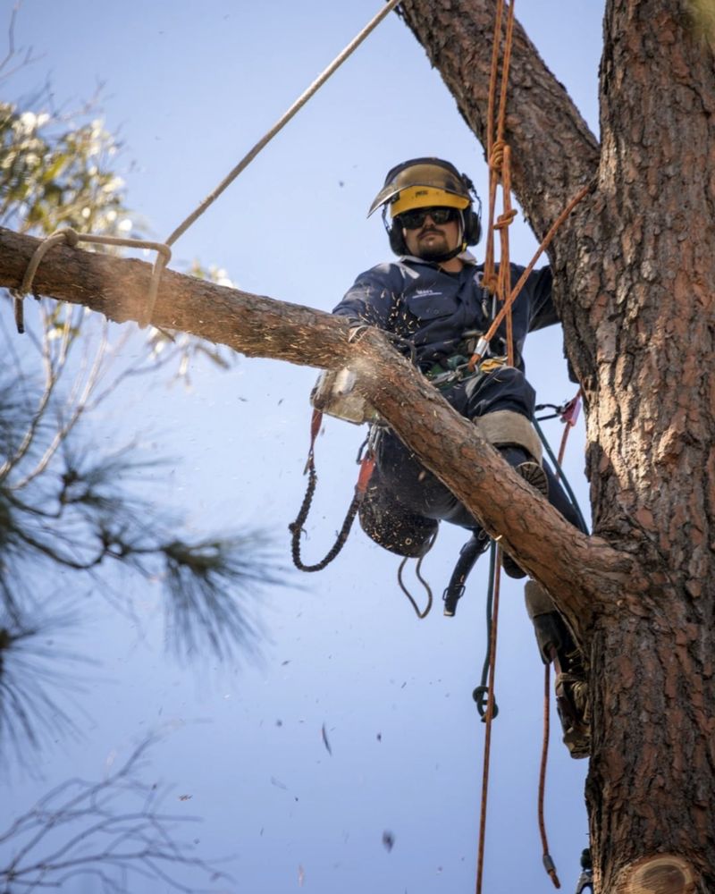 Rancho Coastal Tree - tree service in San Diego, CA