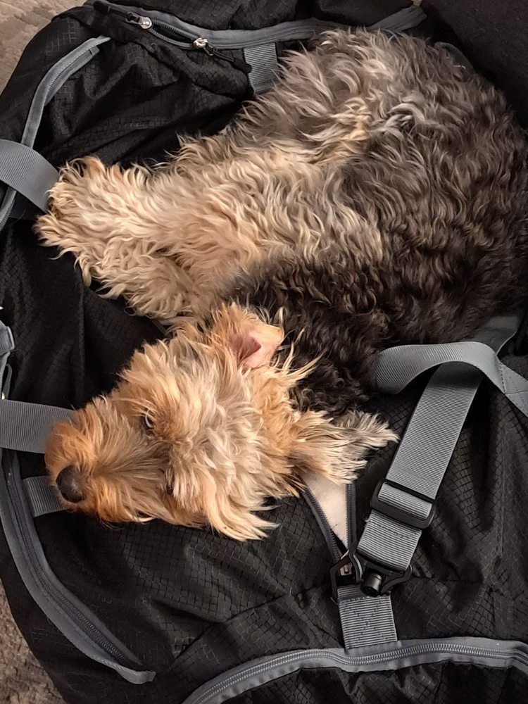 AUSSIE PET MOBILE OF TRIAD Updated August 2024 WinstonSalem, North