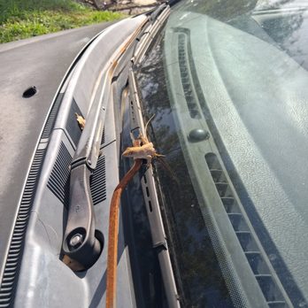 Landy's Restaurant - The gecko i so bravely saved from certain death on my pos cars windshield.. - Seafood Near Me - Englewood, Florida Landy's Restaurant - The gecko i so bravely saved from certain death on my pos cars windshield.. - Seafood Near Me - Englewood, Florida