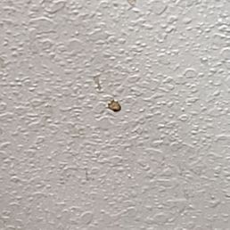 Blood or poop on the wall....not sure and I'm not gonna check to know for sure lol Blood or poop on the wall....not sure and I'm not gonna check to know for sure lol