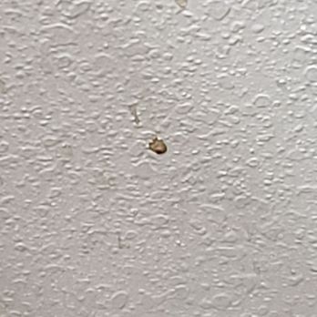 La Quinta by Wyndham Paducah - Blood or poop on the wall....not sure and I'm not gonna check to know for sure lol - Hotels Near Me - Paducah, Kentucky La Quinta by Wyndham Paducah - Blood or poop on the wall....not sure and I'm not gonna check to know for sure lol - Hotels Near Me - Paducah, Kentucky