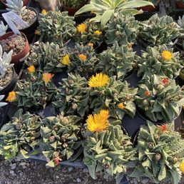 Succulents ! Succulents !