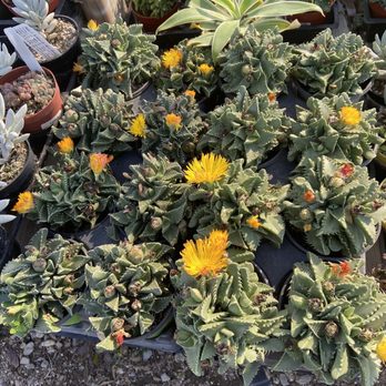 Martinez Nursery - Succulents ! - Nurseries & Gardening Near Me - Buena Park, California Martinez Nursery - Succulents ! - Nurseries & Gardening Near Me - Buena Park, California