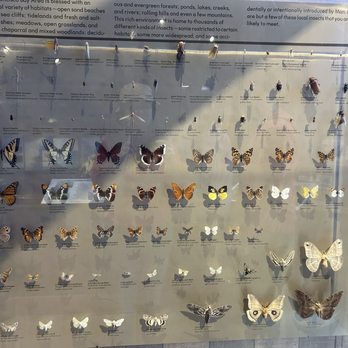 Bear Valley Visitor Center - My favorite butterfly display! - Visitor Centers Near Me - Point Reyes Station, California