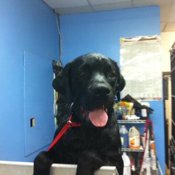 All Pro Dog & Cat Grooming - Pet Groomers Near Me - Van Nuys, California All Pro Dog & Cat Grooming - Pet Groomers Near Me - Van Nuys, California