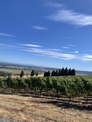 Cristom Vineyards by null