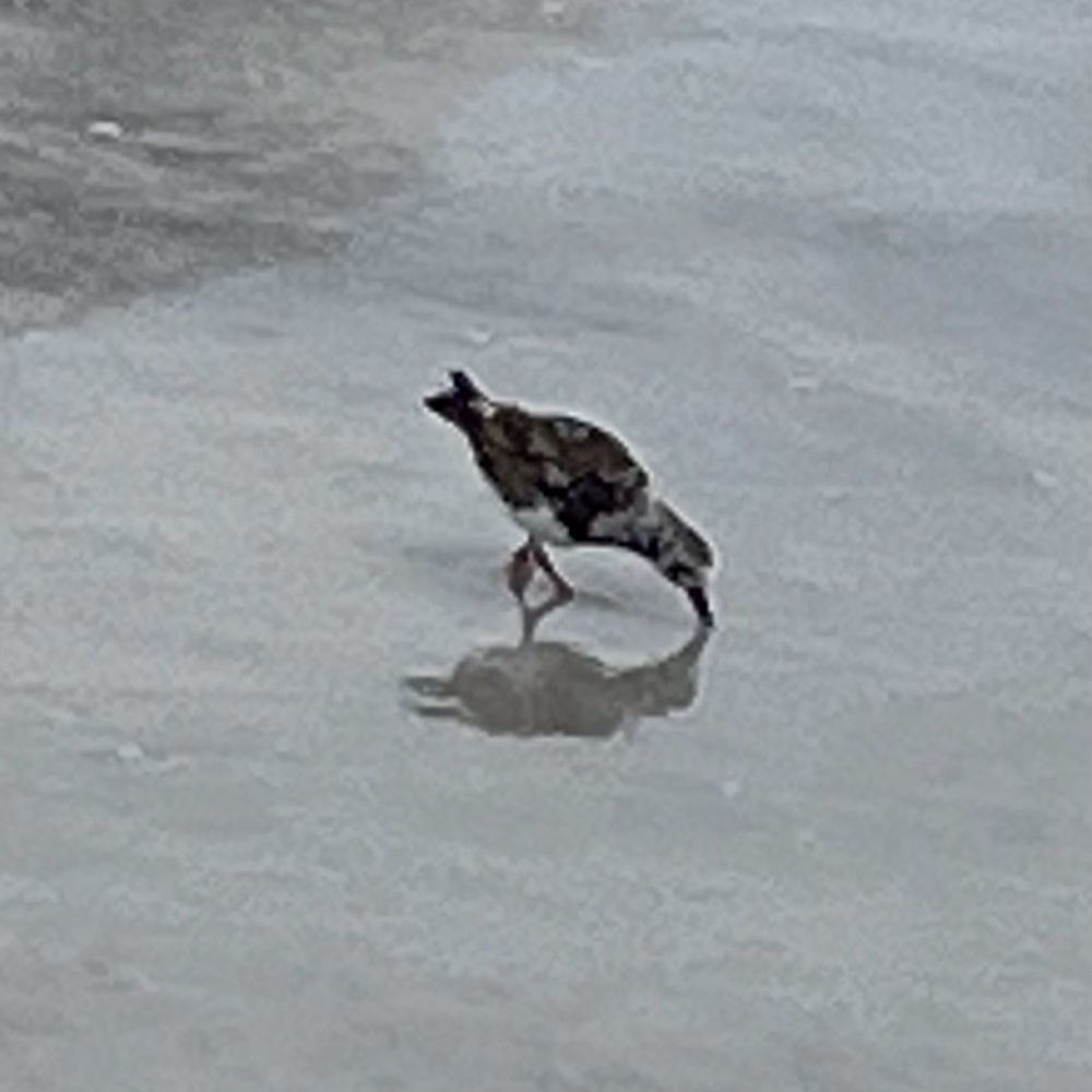 Dunkin' - Beach bird - Donuts Near Me - North Redington Beach, Florida Dunkin' - Beach bird - Donuts Near Me - North Redington Beach, Florida