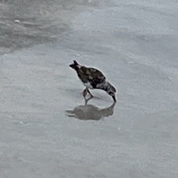 Dunkin' - Beach bird - Donuts Near Me - North Redington Beach, Florida Dunkin' - Beach bird - Donuts Near Me - North Redington Beach, Florida