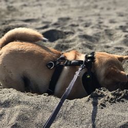 Gold Beach