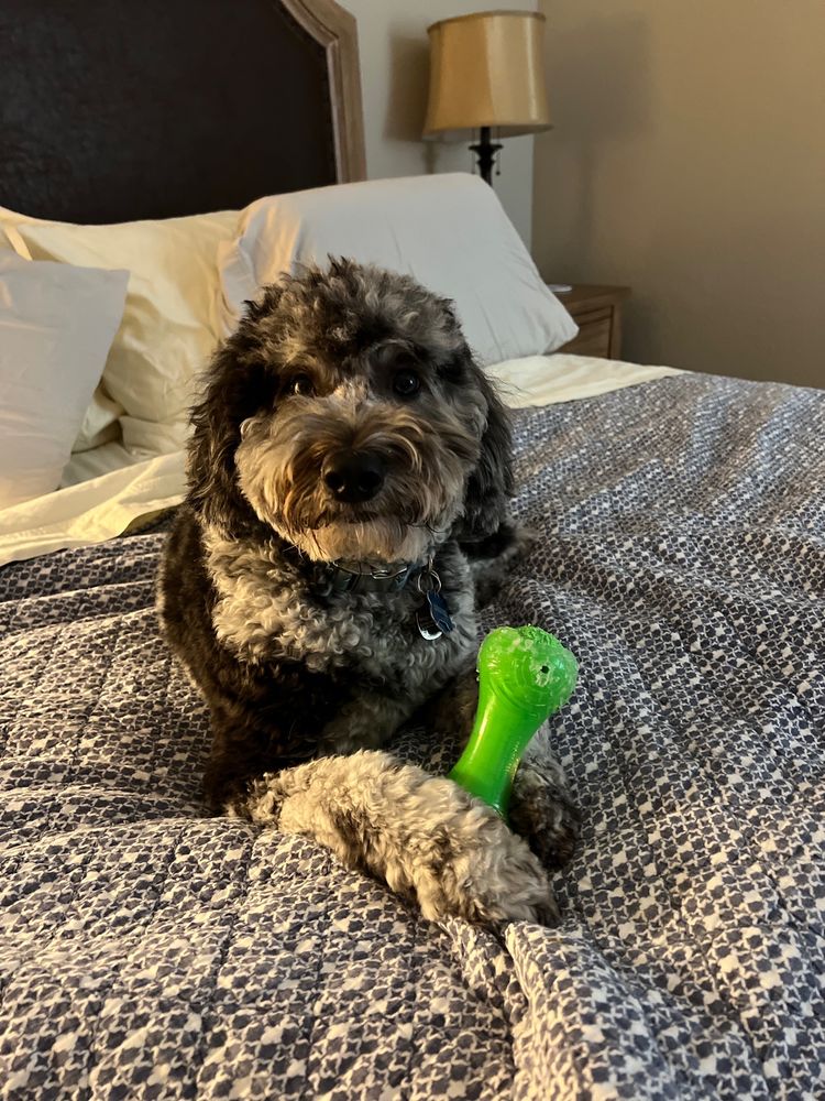 NATURAL PAWZ Updated August 2024 25 Photos & 22 Reviews 1580 Lake