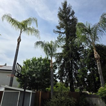 Garibay's Tree Service - Tree Services Near Me Garibay's Tree Service - Tree Services Near Me