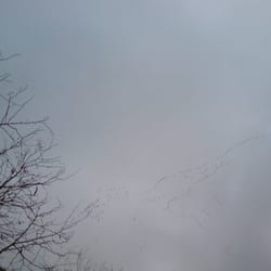 Zugvögel über Villigst