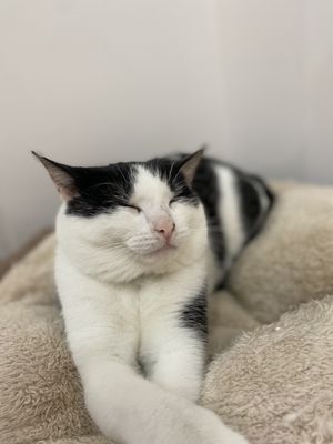 Mew Haven Cat Cafe by null