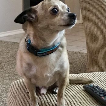 Fur Babies Bed And Biscuit - Rio.   Rest in Peace little buddy.  Love Papa and Mamma - Pet Boarding Near Me - West Columbia, Texas