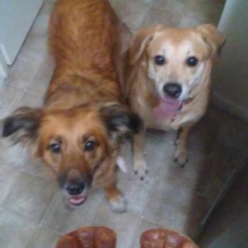 Sitter4Paws - They also received a nightly treat, daily - Dog Walkers Near Me Sitter4Paws - They also received a nightly treat, daily - Dog Walkers Near Me