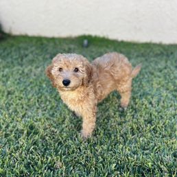 Amber on grass