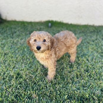 California Goldendoodle - Amber on grass - Pet Breeders Near Me