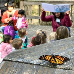 Los Gatos-Saratoga Observation Nursery School