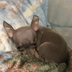Pet Paradise
