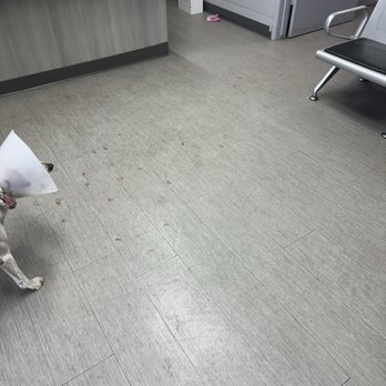 LA Quality Pet Care - My dogs office vet - Veterinarians Near Me - La Puente, California LA Quality Pet Care - My dogs office vet - Veterinarians Near Me - La Puente, California