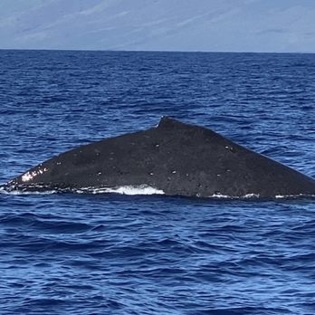 Trilogy Excursions - Snorkeling Near Me - Lahaina, Hawaii
