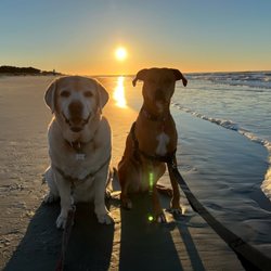 Beach Properties of Hilton Head - Pup Friendly Vacation Rentals!