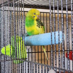 Avian & Exotic Animal Clinic - Here's Kiwi
