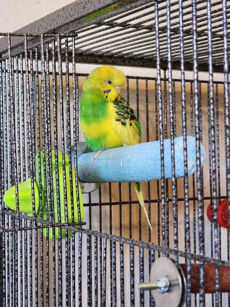 Avian & Exotic Animal Clinic - pet boarding facility in Mesa, AZ