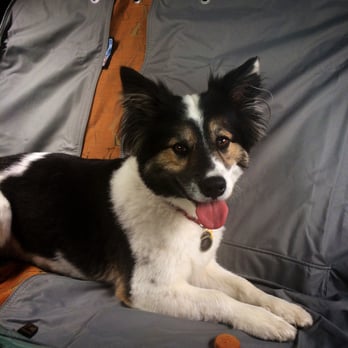 Creative Pet Care - Stuart is a Car Ride Connoseaur - Dog Walkers Near Me Creative Pet Care - Stuart is a Car Ride Connoseaur - Dog Walkers Near Me