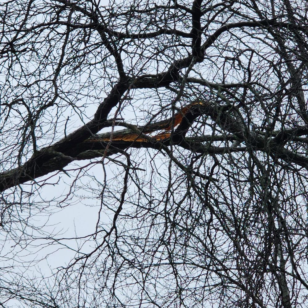 Coy Tree Service - Tree Services Near Me