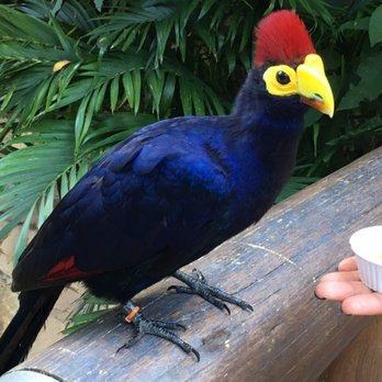 Discovery Cove - Amusement Parks Near Me - Orlando, Florida