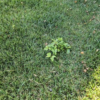 E.L. Services - Hire E.L Services if you want your curb appeal to signify weeds and dead bushes or trees. - Landscaping Near Me - Dublin, California