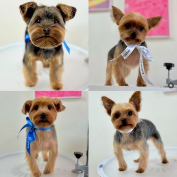 Kawaii Pet Salon - Pet Groomers Near Me - Irvine, California Kawaii Pet Salon - Pet Groomers Near Me - Irvine, California