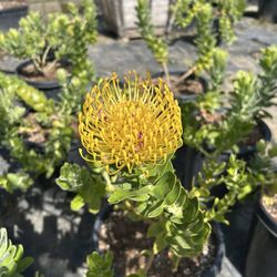 El Paraiso Nursery