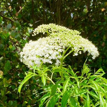 Daggerwing Nature Center - Elderberry in bloom - Parks Near Me - Boca Raton, Florida Daggerwing Nature Center - Elderberry in bloom - Parks Near Me - Boca Raton, Florida